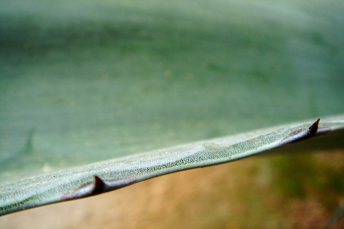 Emelle Gastaldi, explorations