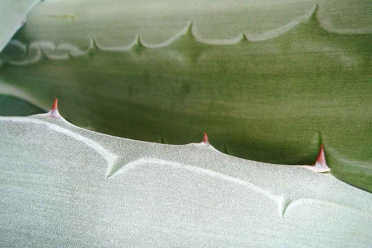 Emelle Gastaldi, explorations