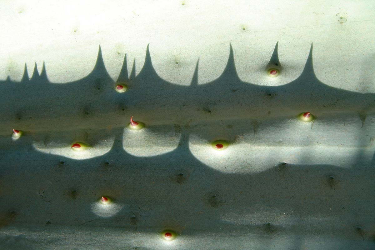 Emelle Gastaldi, explorations