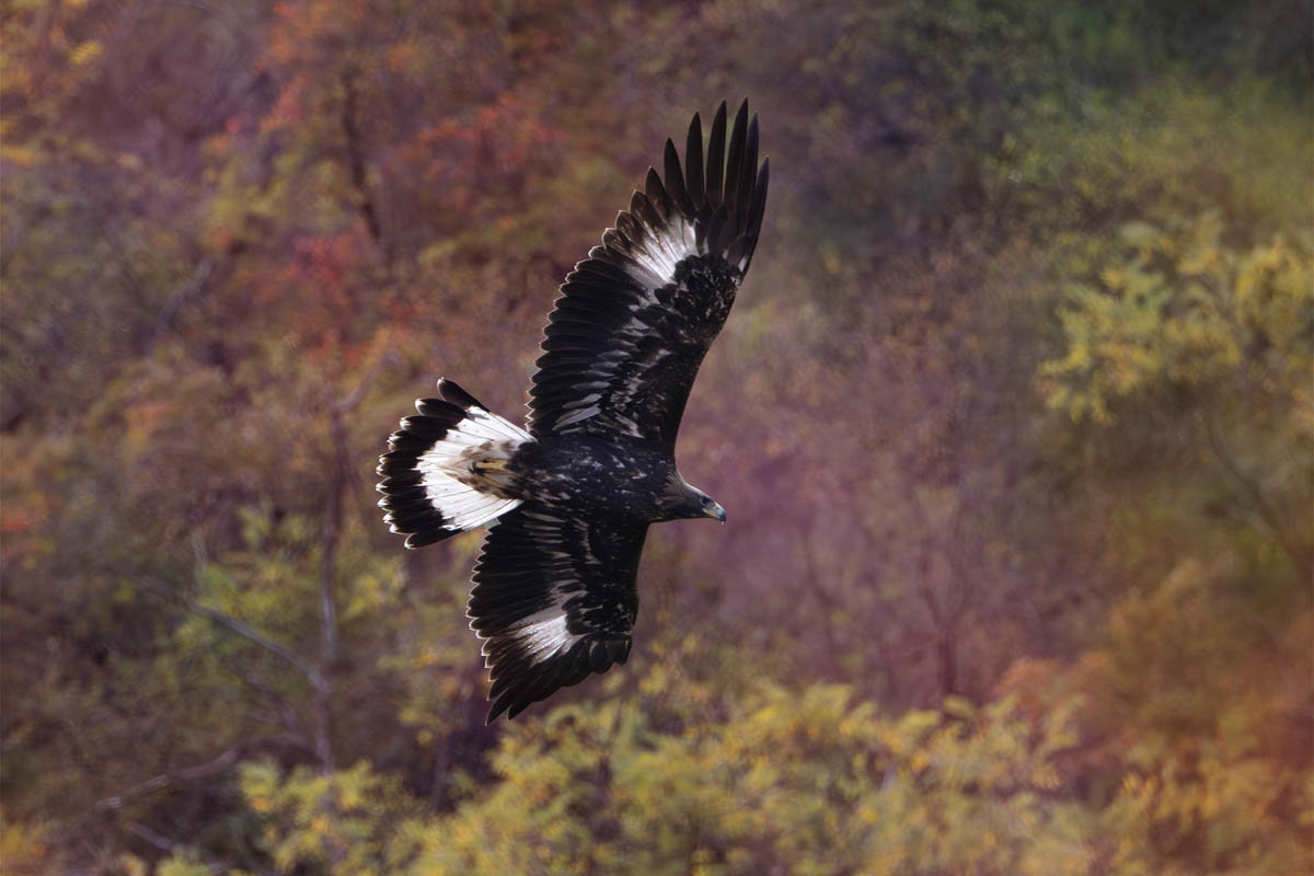 Philippe Galazzo, aigle royal