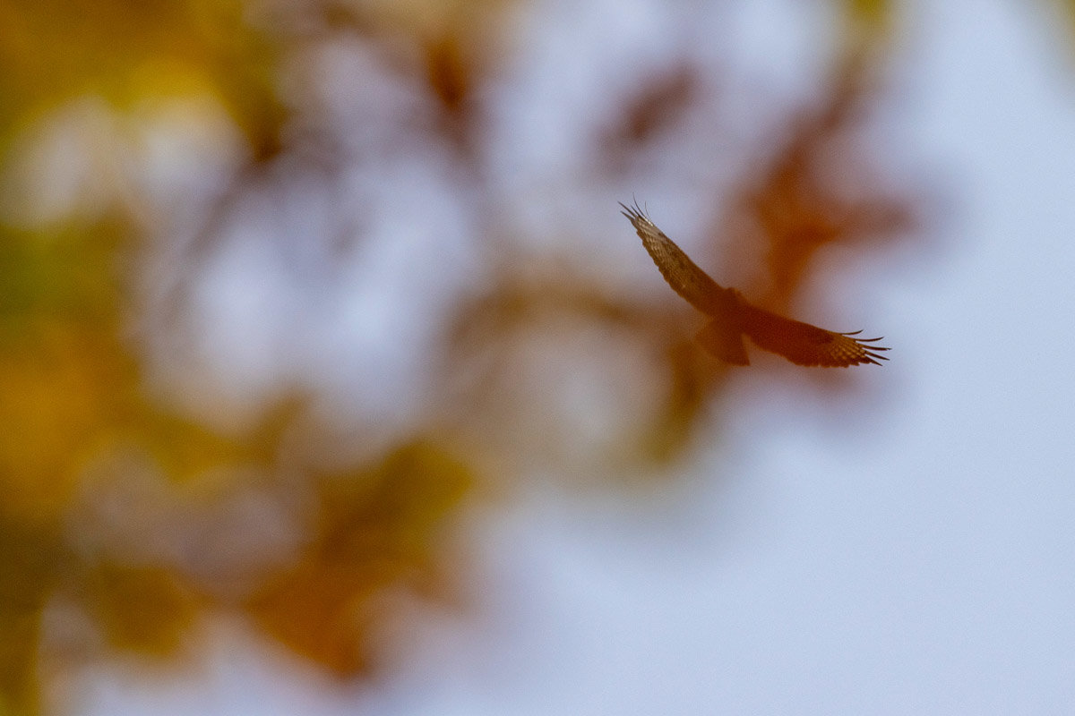 Philippe Galazzo, buse variable