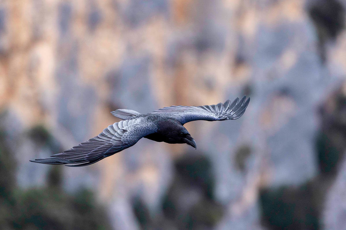 Philippe Galazzo, grand corbeau