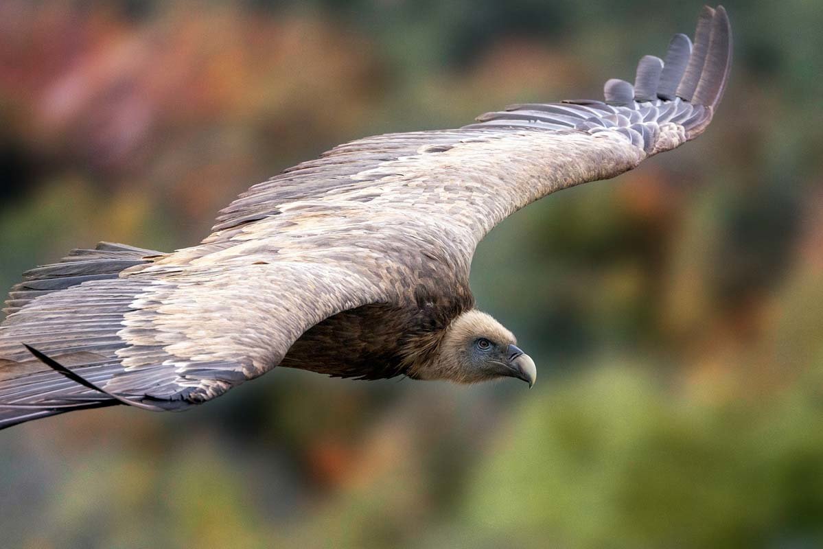 Philippe Galazzo, vautour fauve