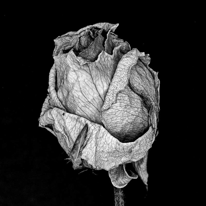 Tiago Ribeiro de Carvalho