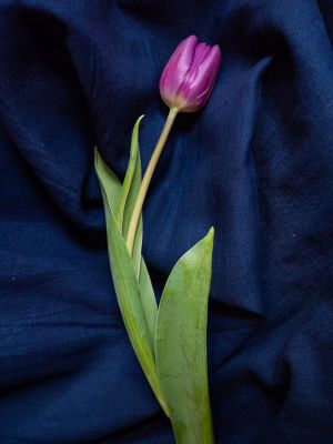 Kathleen Mazzocco - Objet Quotidien - tulip, confinement, covid-19