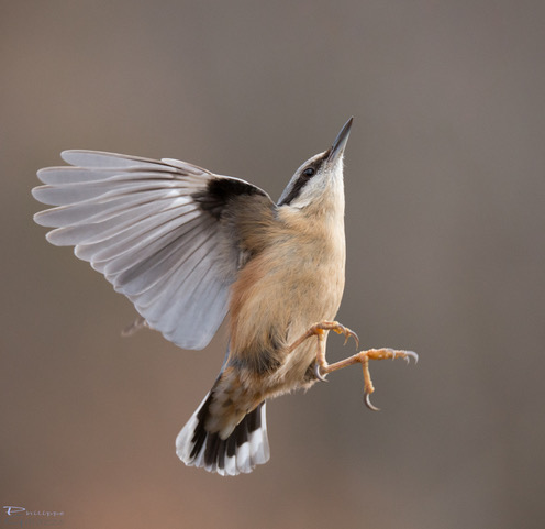 LEVITATION de Philippe Galazzo